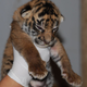 Illustration for article titled ZOMG BABY SUMATRAN TIGERS!!!